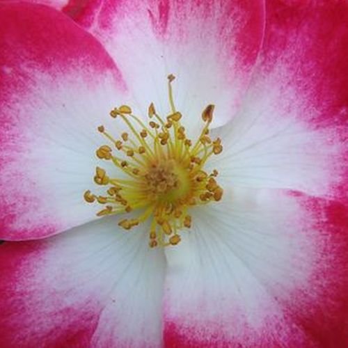 Rosa Bukavu® - trandafir cu parfum discret - Trandafir copac cu trunchi înalt - cu flori mărunți - alb - roșu - Louis Lens - coroană tufiș - ,-